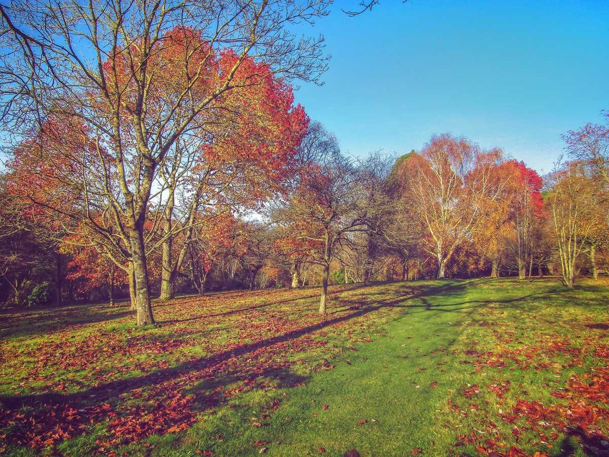 'The Season Trees', Bodnant Garden, Conwy, North Wales (November 2018)